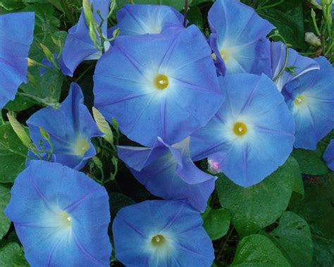 "Heavenly Blue" morning glory | Blue morning glory, Plant leaves, Plants