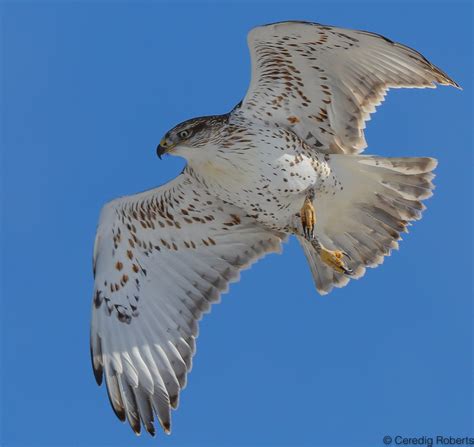 Ferruginous Hawk | A juvenile Ferruginous Hawk flying near G… | Flickr