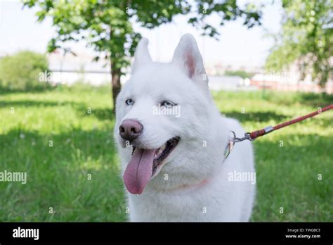 White siberian husky with blue eyes is standing on a green grass in the ...