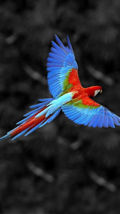 Flying Birds HD Mobile Wallpapers - Wallpaper Cave