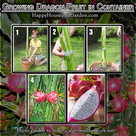 Nothing found for Post 1065191 Growing Dragon Fruit In Container | How to grow dragon fruit ...