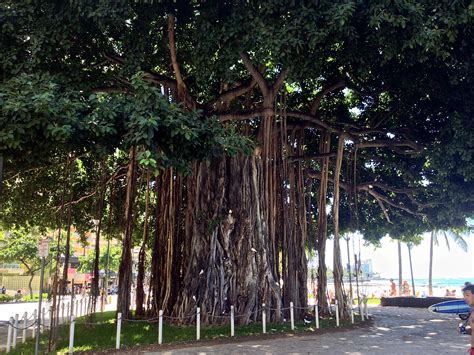 Waikiki Beach Banyan Tree by gn4nw-2014 on DeviantArt