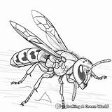 Hornet Coloring Pages  Free & Printable sketch template