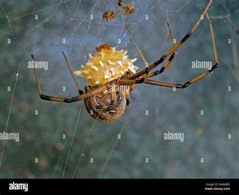 Macro shot of a female Brown Widow spider, Latrodectus geometricus ...