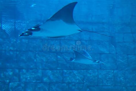 Manta Rays in Aquarium at Seaworld 7 Editorial Photo - Image of ...