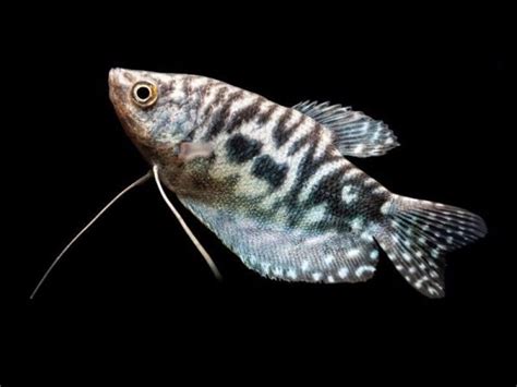 Cosby Three-Spot Gourami – Diapteron Shop