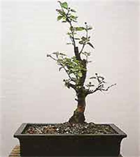 Bonsai Tree Histories: Silver Birch Bonsai Case History (betula pendula)