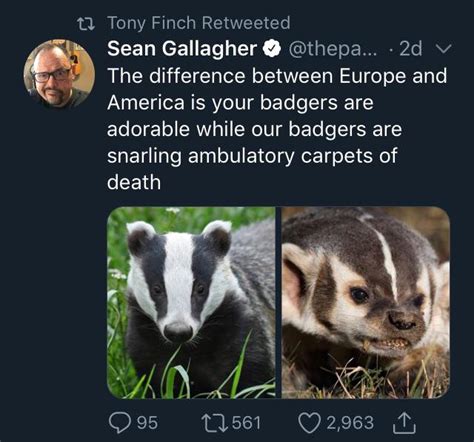 American Badger Vs European Badger Meme - Captions Hunter