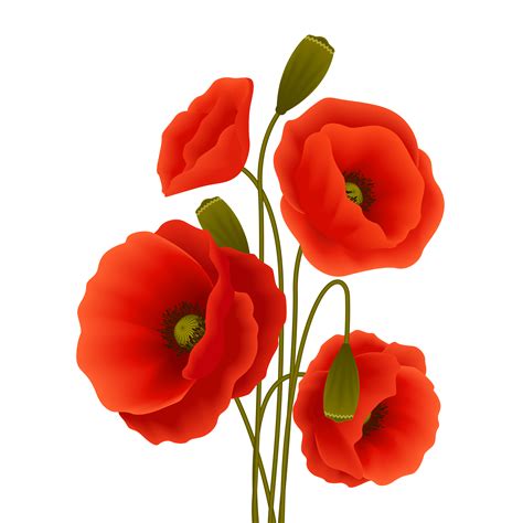 Poppy flower poster 460089 Vector Art at Vecteezy