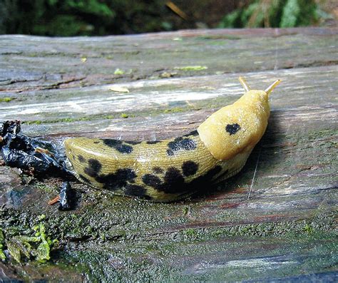 The Fascinating World Of the Banana Slug with Dr. Janet Leonard ...