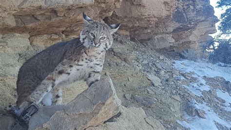 Southern Utah Bobcat trapping 2016-17 Season - YouTube