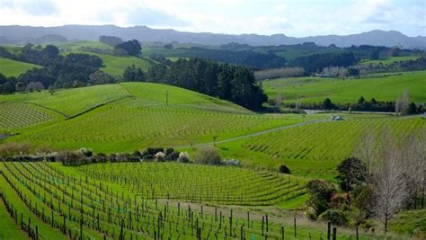 Mahurangi River - Wineries in Matakana