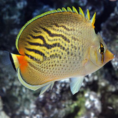 Sunset Butterflyfish Information and Picture | Sea Animals