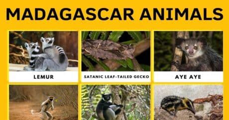 Madagascar Animals | Wonderful List of Animals that Live in Madagascar • 7ESL