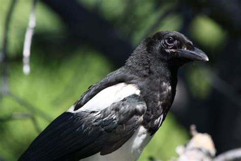 This Magpie And Dog Do Everything Together, Even Sunbathe! - The Animal Rescue Site News