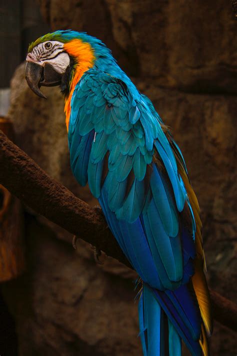 Blue and gold Macaw HD wallpaper | Wallpaper Flare