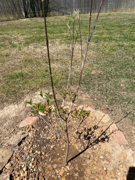 Pink Flowering Dogwood Trees for Sale – FastGrowingTrees.com