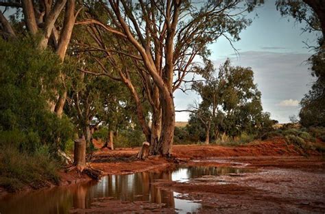 Australian Bush | Australian bush, Landscape, Australia