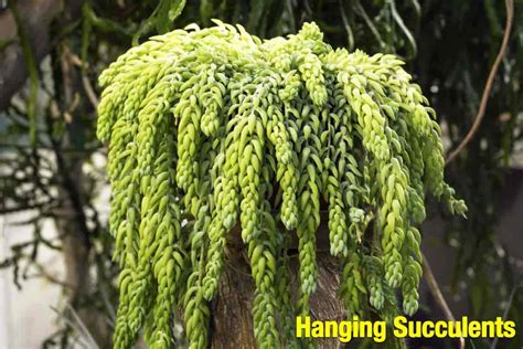 Hanging Succulents: Top Hanging Succulent Plants [WITH PICTURES]