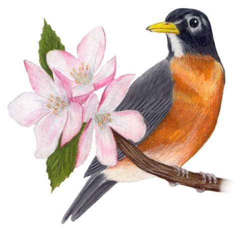 Michigan State Bird and Flower: American Robin / Turdus migratorius ... | Bird, State birds ...