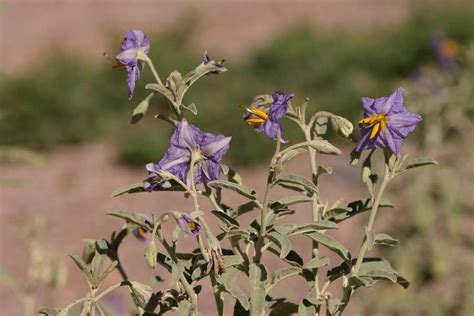 NMSU: Selected Plants of Navajo Rangelands