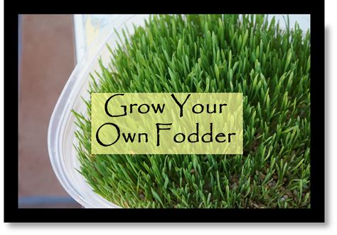 The Backyard Farming Connection: Grow Your own Fodder