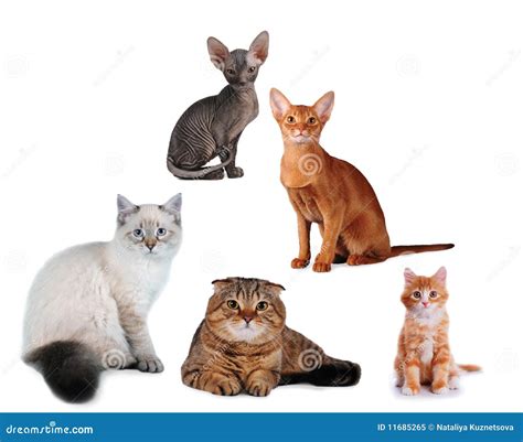 Group Of Cats Different Breed Isolated Royalty Free Stock Photo - Image: 11685265