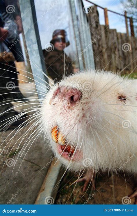 Coypu beaver rodent stock photo. Image of beaver, white - 5017886