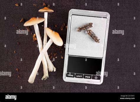 Magic mushroom in microdose capsules Stock Photo - Alamy