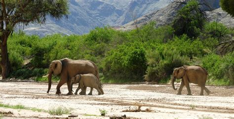 Etosha National Park Safaris: Luxury Tours of Etosha Park