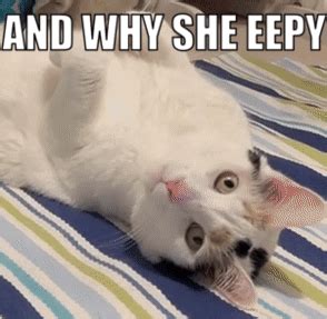 And Why She Eepy Cat GIF - And why she eepy Cat Cress - Discover & Share GIFs