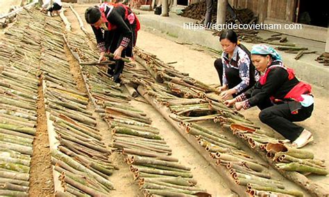 Cinnamon harvesting process - Terrassin Foodstuffs Trading LLC