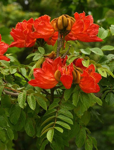 Spathodea campanulata | Tree seeds, Flowering trees, Amazing flowers