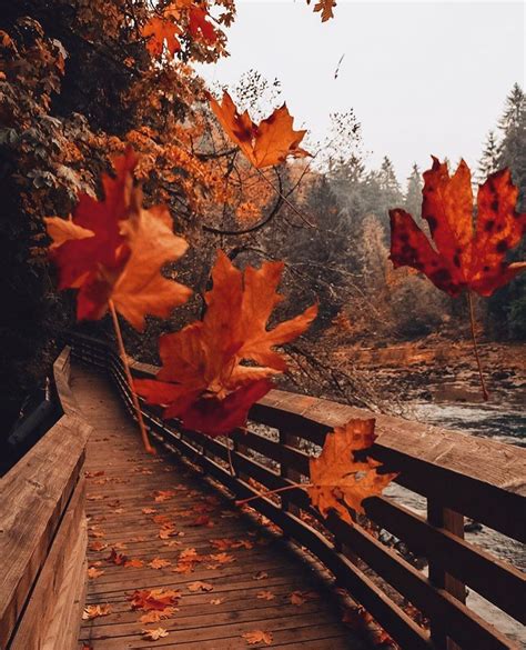 Halloween and Autumn 👻🍂 on Instagram: “Have leaves started falling where you live yet? 🍂 # ...