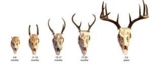 antler-growth-stages - Dannerholz Whitetails