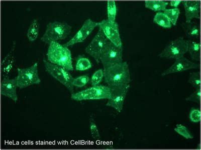 Lipophilic Carbocyanine Dyes and CellBrite Cytoplasmic Membrane ...