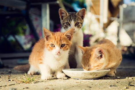 Understanding Cat Colonies And How You Can Help | Vet Organics