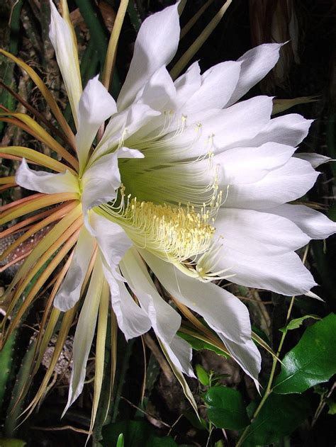 Night Blooming Cereus | Smithsonian Photo Contest | Smithsonian Magazine