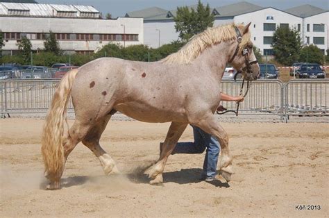 Image result for clydesdale coat colors | Horse coat colors, Unusual ...