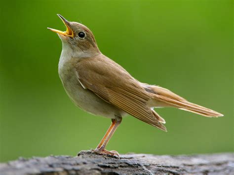 Male nightingales sing complex songs to show females they will be good fathers, say scientists ...