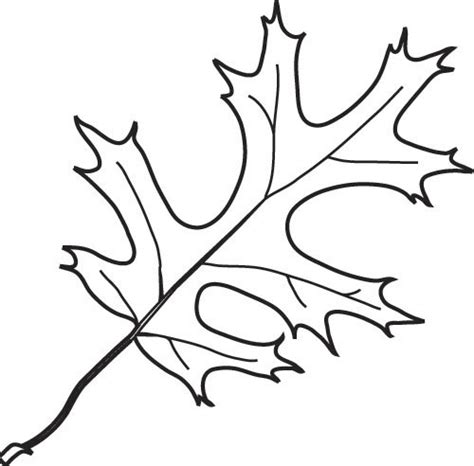 Free Picture Of Oak Leaves, Download Free Picture Of Oak Leaves png images, Free ClipArts on ...