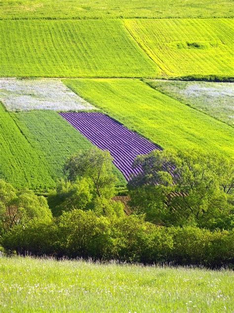 Green meadows stock photo. Image of landscape, agriculture - 14499242