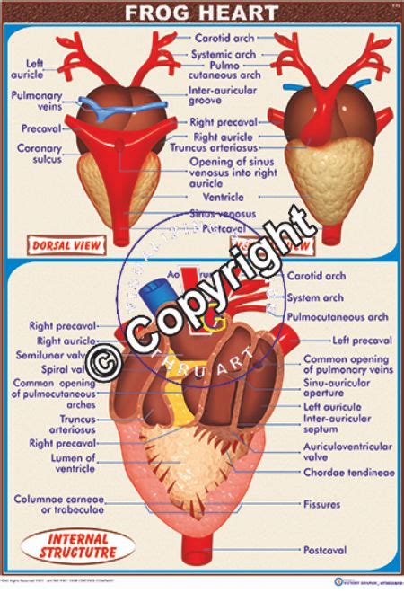 Frog Heart Anatomy - Anatomy Book