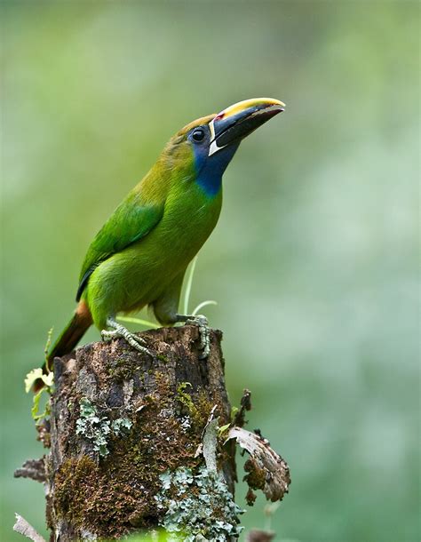 "Emerald Toucanet 2, Costa Rica" by Raymond J Barlow | Redbubble