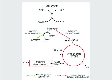 Conversion of glucose into ATP, lactate and pyruvate that then enters... | Download Scientific ...