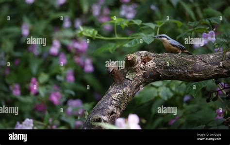 Eurasian wren singing from a log in the woods Stock Photo - Alamy