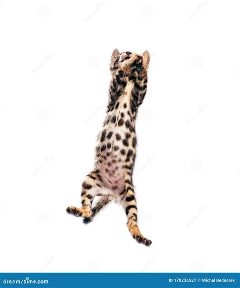 Bengal Cat Jumping High, Isolated on White Background Stock Image - Image of play, playful ...