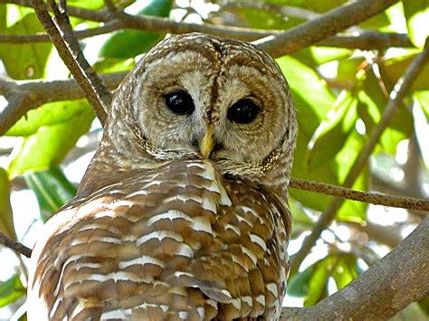 Barred Owl – Niceville Florida- Guest Post | Ruth E Hendricks Photography