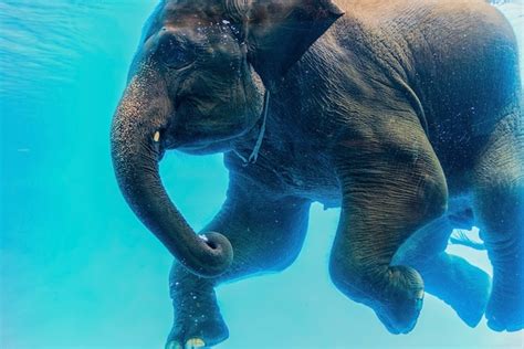 Premium Photo | Swimming elephant underwater.