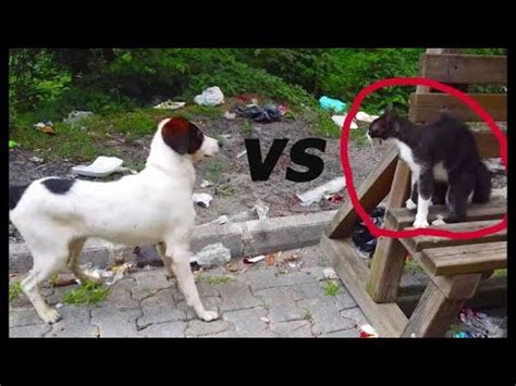 cat vs dog , fight to protect kittens - YouTube